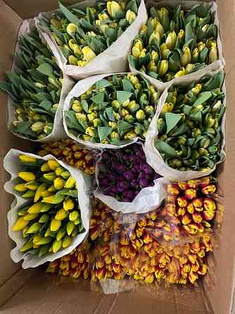 Тюльпаны к 8 марта (Донецк/Макеевка) Макеевка