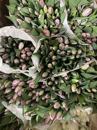 Тюльпаны к 8 марта (Донецк/Макеевка) Макеевка
