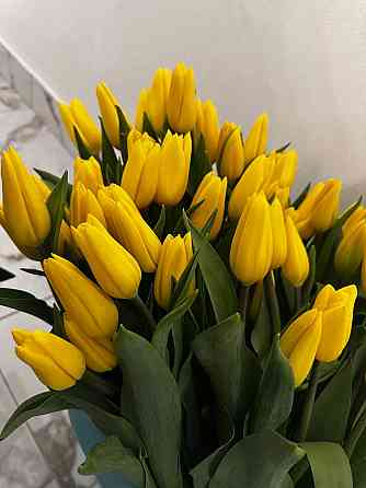 Тюльпаны к 8 марта (Донецк/Макеевка) Макеевка