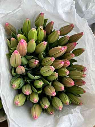 Тюльпаны к 8 марта (Донецк/Макеевка) Макеевка