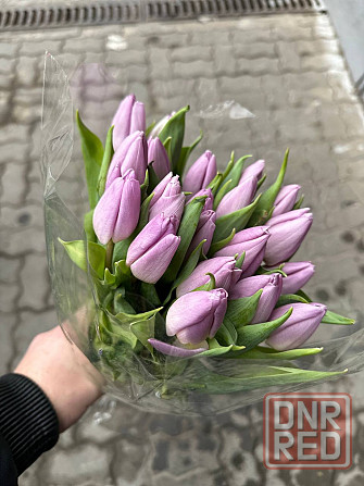 Тюльпаны к 8 марта (Донецк/Макеевка) Макеевка - изображение 1