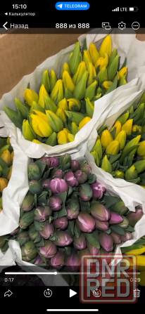 Тюльпаны к 8 марта (Донецк/Макеевка) Макеевка - изображение 2