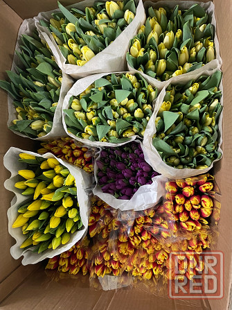 Тюльпаны к 8 марта (Донецк/Макеевка) Макеевка - изображение 5