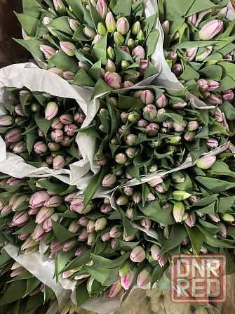 Тюльпаны к 8 марта (Донецк/Макеевка) Макеевка - изображение 4