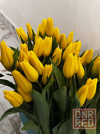 Тюльпаны к 8 марта (Донецк/Макеевка) Макеевка - изображение 3