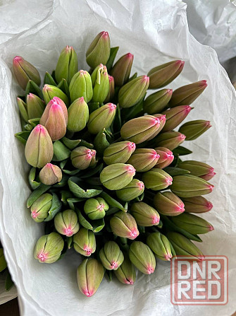 Тюльпаны к 8 марта (Донецк/Макеевка) Макеевка - изображение 6