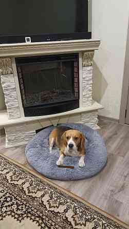 Вязка собак Донецк