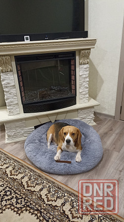 Вязка собак Донецк - изображение 1