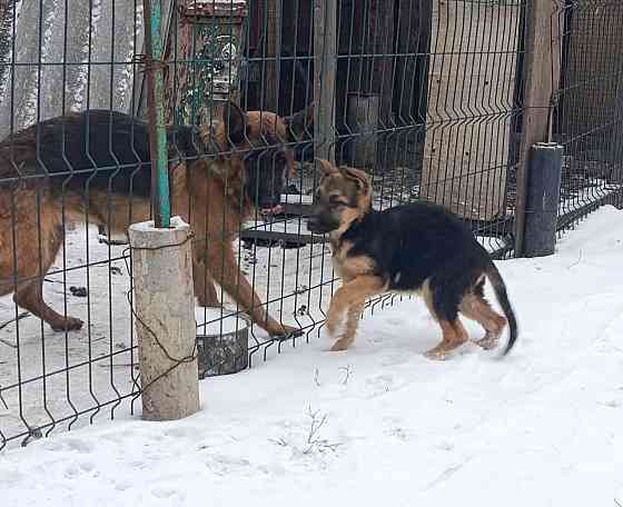 Щенок подросший немецкая овчарка Макеевка