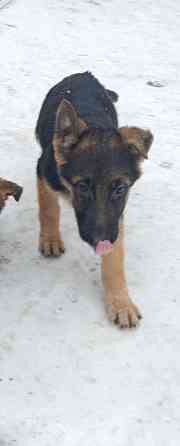 Щенок подросший немецкая овчарка Макеевка