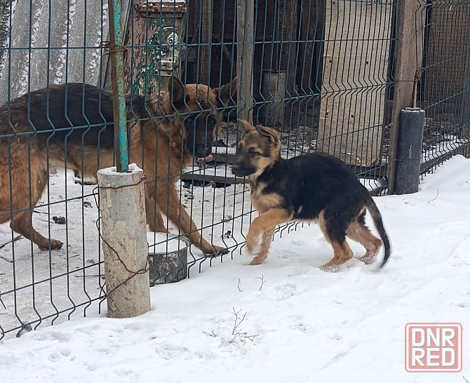 Щенок подросший немецкая овчарка Макеевка - изображение 1