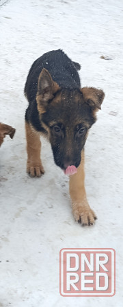 Щенок подросший немецкая овчарка Макеевка - изображение 2