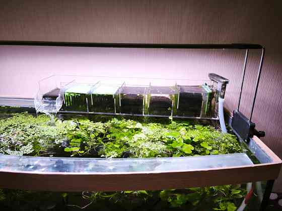 Продам аквариумы 30 и 100 литров с рыбками и оборудованием Донецк