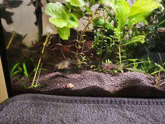 Продам аквариумы 30 и 100 литров с рыбками и оборудованием Донецк