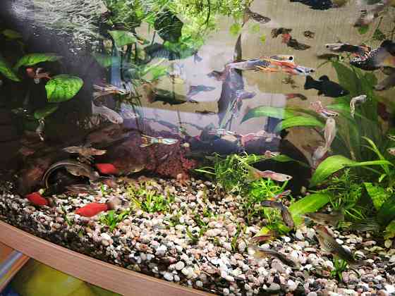 Продам аквариумы 30 и 100 литров с рыбками и оборудованием Донецк