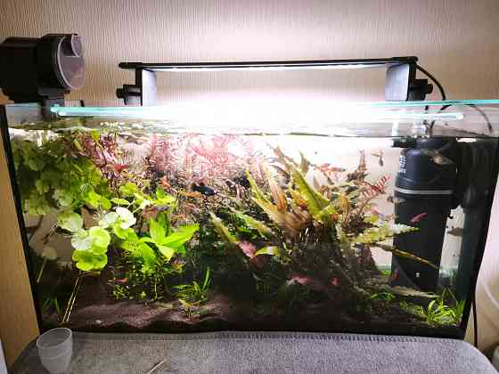 Продам аквариумы 30 и 100 литров с рыбками и оборудованием Донецк