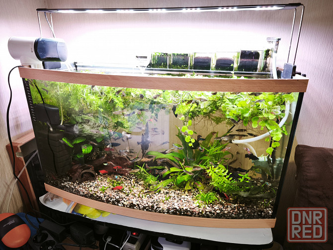 Продам аквариумы 30 и 100 литров с рыбками и оборудованием Донецк - изображение 1