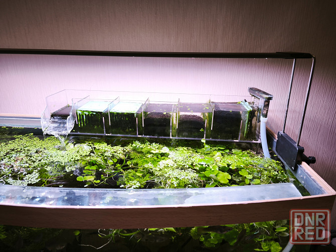 Продам аквариумы 30 и 100 литров с рыбками и оборудованием Донецк - изображение 5