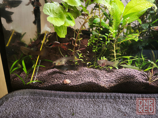 Продам аквариумы 30 и 100 литров с рыбками и оборудованием Донецк - изображение 4