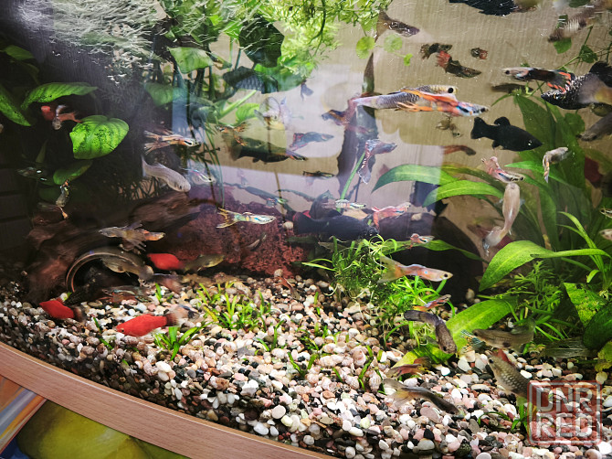 Продам аквариумы 30 и 100 литров с рыбками и оборудованием Донецк - изображение 3