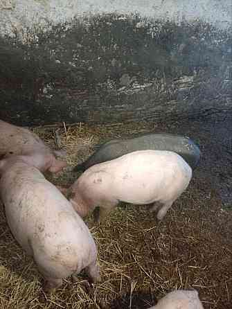 Поросята Харцызск