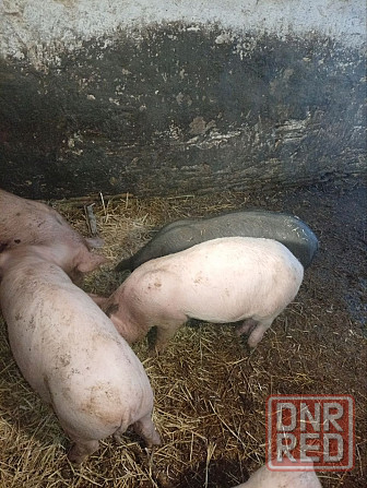 Поросята Харцызск - изображение 1