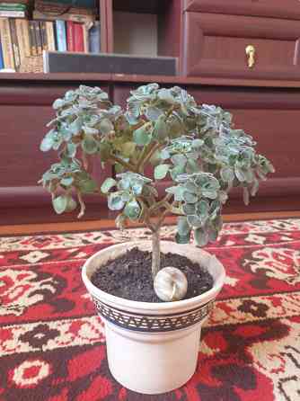 Комнатные цветы Макеевка