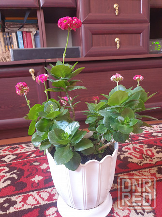 Комнатные цветы Макеевка - изображение 1