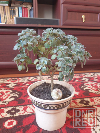 Комнатные цветы Макеевка - изображение 2