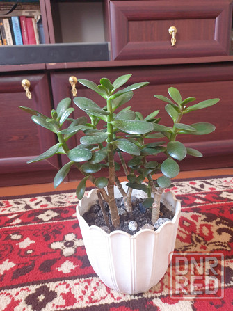 Комнатные цветы Макеевка - изображение 3