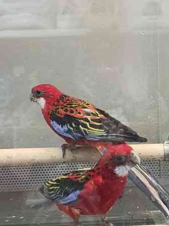 Розелла Донецк