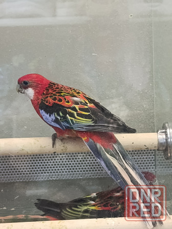 Розелла Донецк - изображение 2