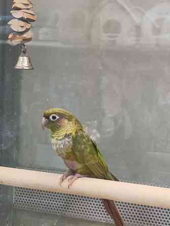 Пиррура Донецк