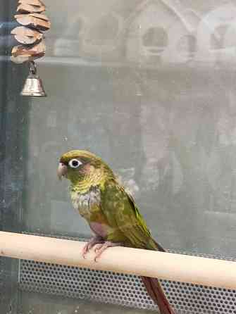 Пиррура Донецк