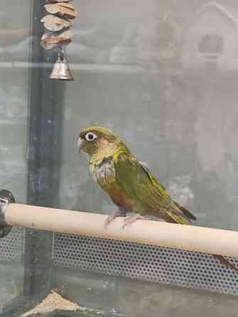 Пиррура Донецк