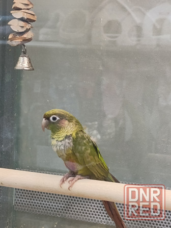 Пиррура Донецк - изображение 3