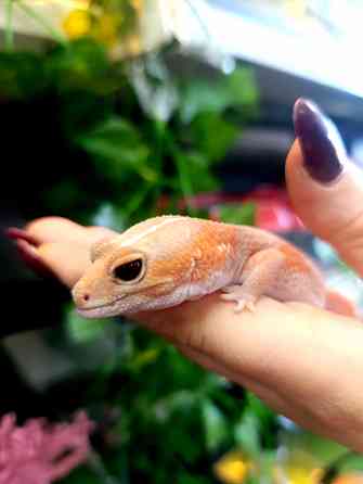 Эублефар, геккон, гемитиконикс Донецк