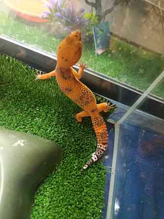 Эублефар, геккон, гемитиконикс Донецк
