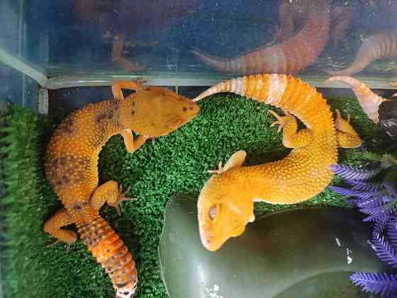 Эублефар, геккон, гемитиконикс Донецк