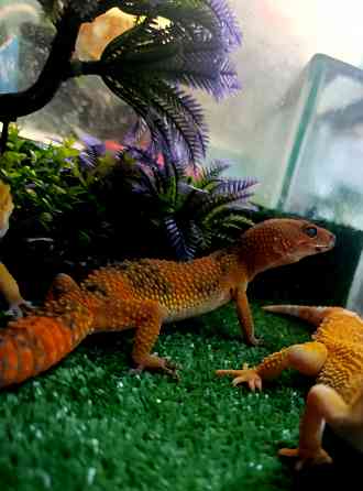 Эублефар, геккон, гемитиконикс Донецк