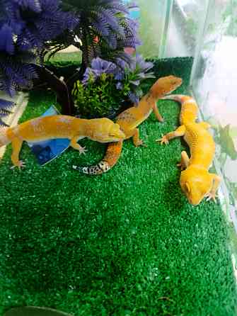 Эублефар, геккон, гемитиконикс Донецк