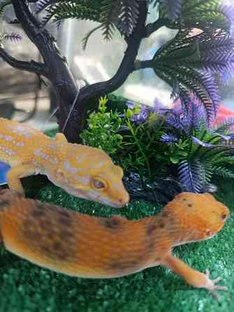 Эублефар, геккон, гемитиконикс Донецк