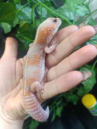 Эублефар, геккон, гемитиконикс Донецк