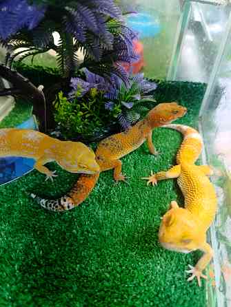 Эублефар, геккон, гемитиконикс Донецк