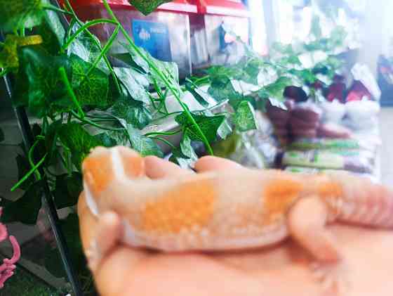 Эублефар, геккон, гемитиконикс Донецк