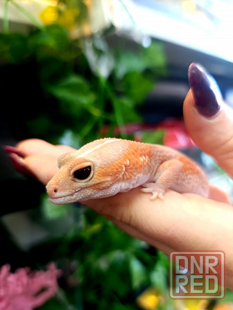 Эублефар, геккон, гемитиконикс Донецк - изображение 1