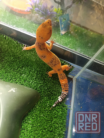 Эублефар, геккон, гемитиконикс Донецк - изображение 6