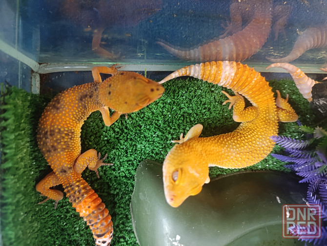 Эублефар, геккон, гемитиконикс Донецк - изображение 4