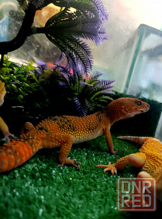 Эублефар, геккон, гемитиконикс Донецк - изображение 1