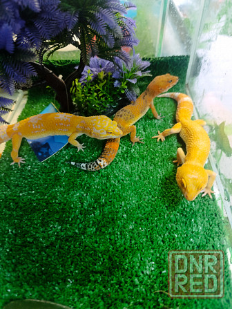 Эублефар, геккон, гемитиконикс Донецк - изображение 5